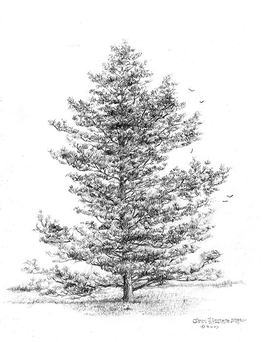 540x700 Drawn Pine Tree Pencil Drawing - Realistic Tree Sketch