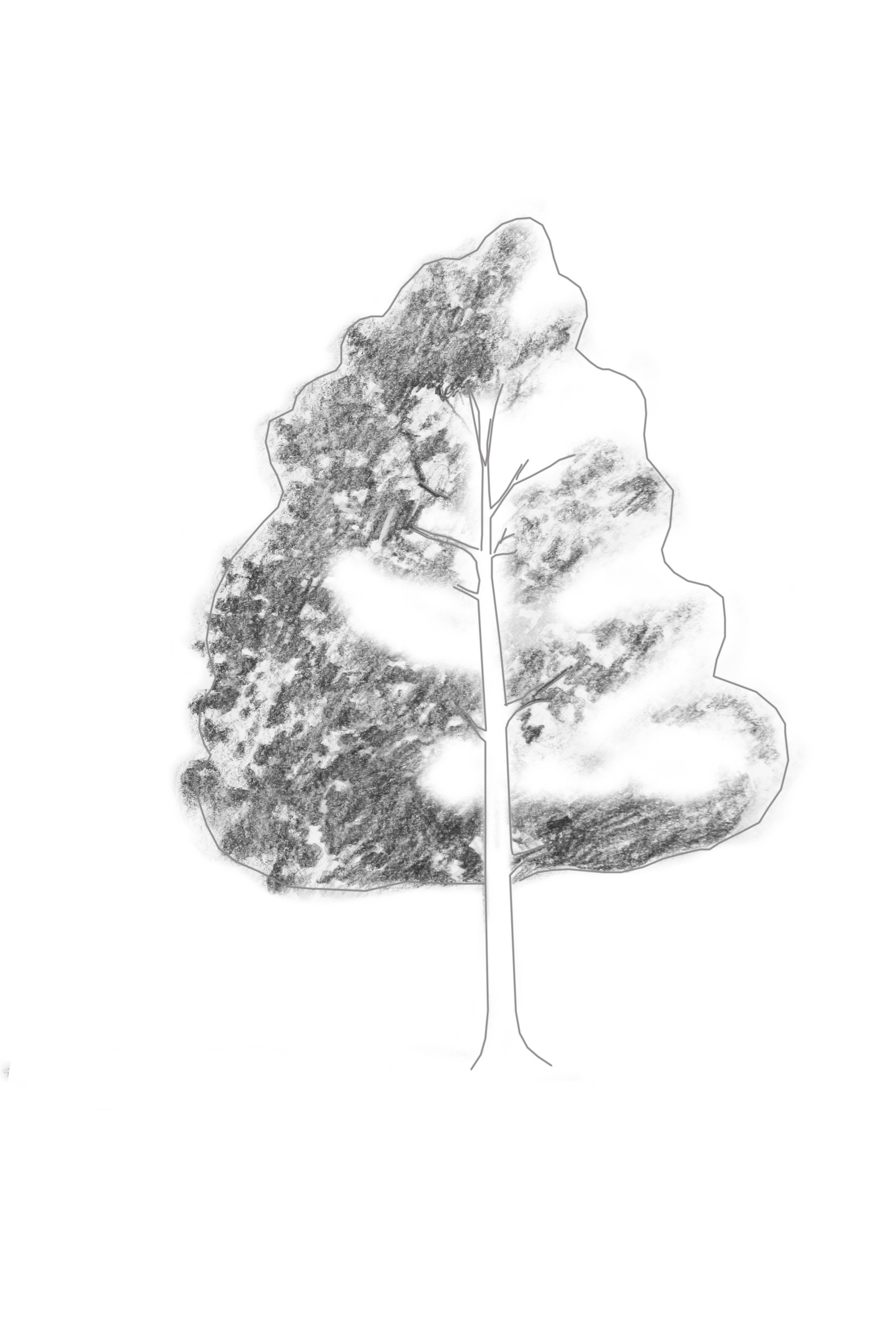 2000x3000 How To Draw A Tree Step By Step Refrence Branching Out Learn How - Realistic Tree Sketch