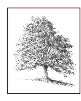 278x348 How To Draw Trees Quickly And Easily - Realistic Tree Sketch