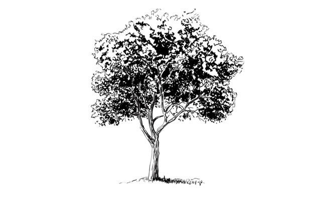 650x400 How To Draw A Realistic Tree Sketchbook Challenge 11 - Realistic Tree Sketch