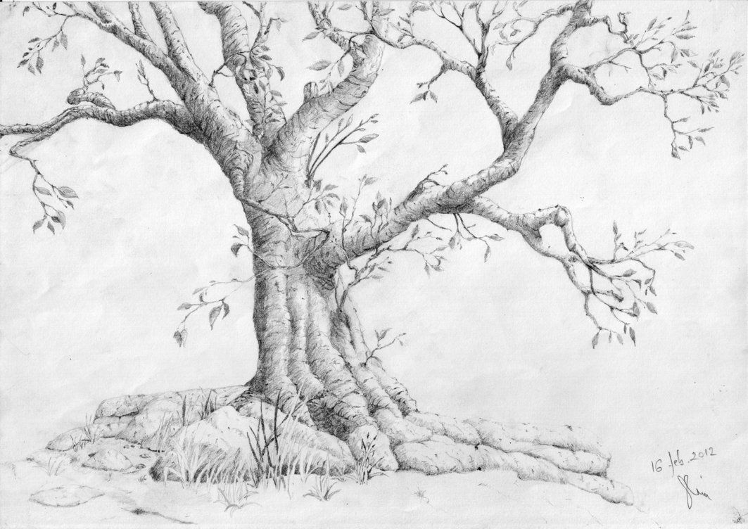 1063x752 Pencil Drawing Of A Tree Images About Ltbgthow To Draw - Realistic Tree Sketch