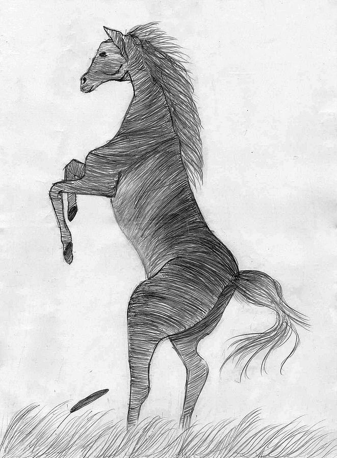 661x900 Rearing Horse Drawing By Nyle Gaikwad - Rearing Horse Sketch