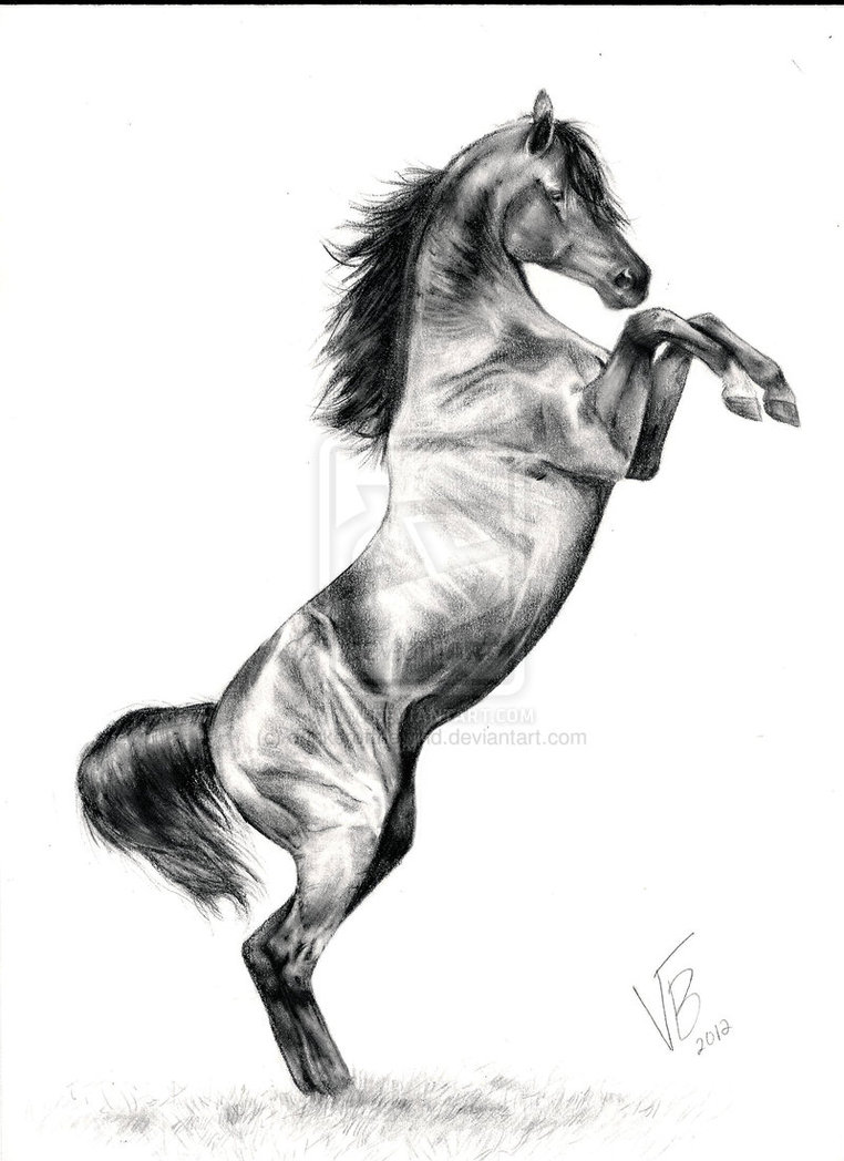 762x1048 Rearing Horse Sketches Pencil - Rearing Horse Sketch