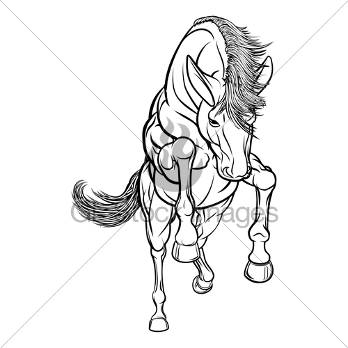 500x500 Rearing Horse Gl Stock Images - Rearing Horse Sketch