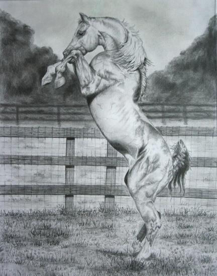 432x550 Rearing Horse Sketches Pencil - Rearing Horse Sketch
