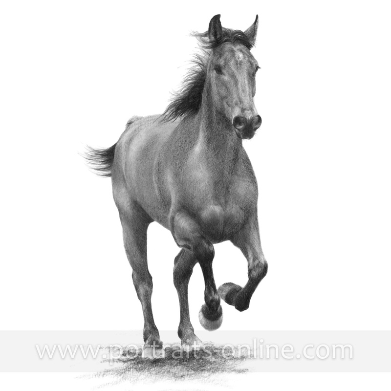 800x800 Rearing Horse Portrait Pencil Drawing And Brushed Graphite - Rearing Horse Sketch