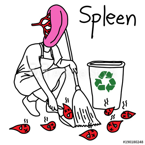 500x500 Metaphor Function Of Spleen Is To Recycle Old Blood To Be New - Recycle Sketch