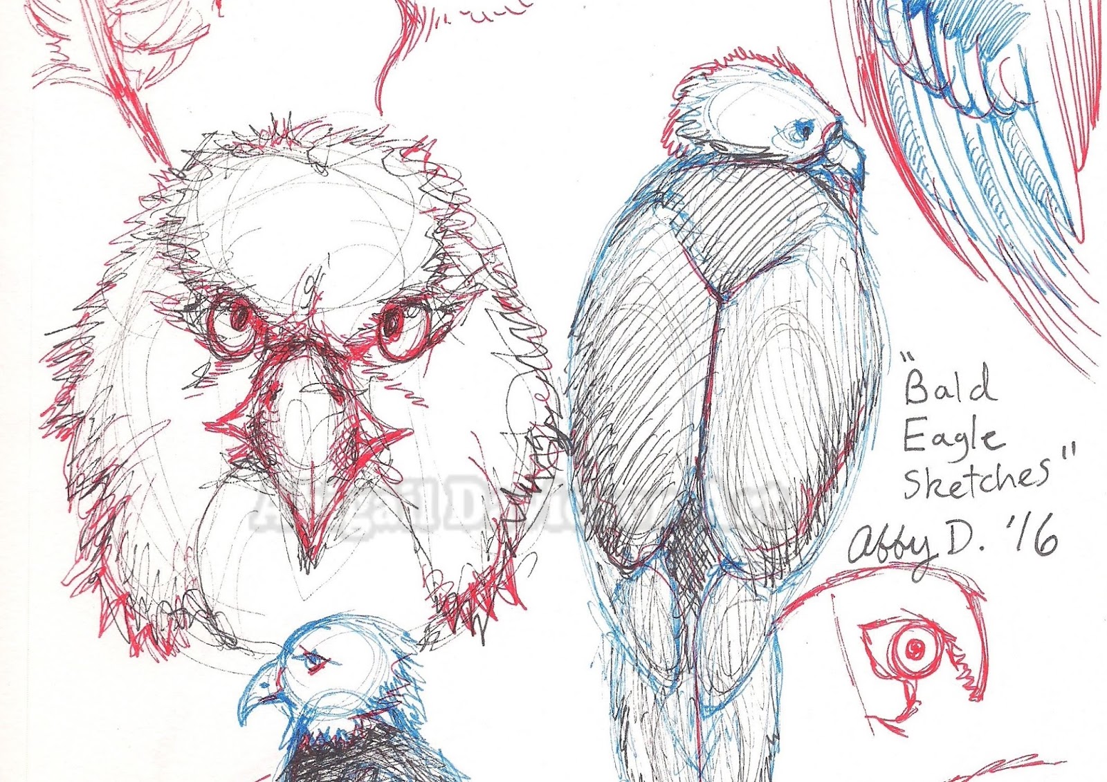 1600x1131 Abigail Davidson Art Bald Eagle Sketches - Red And Blue Sketch