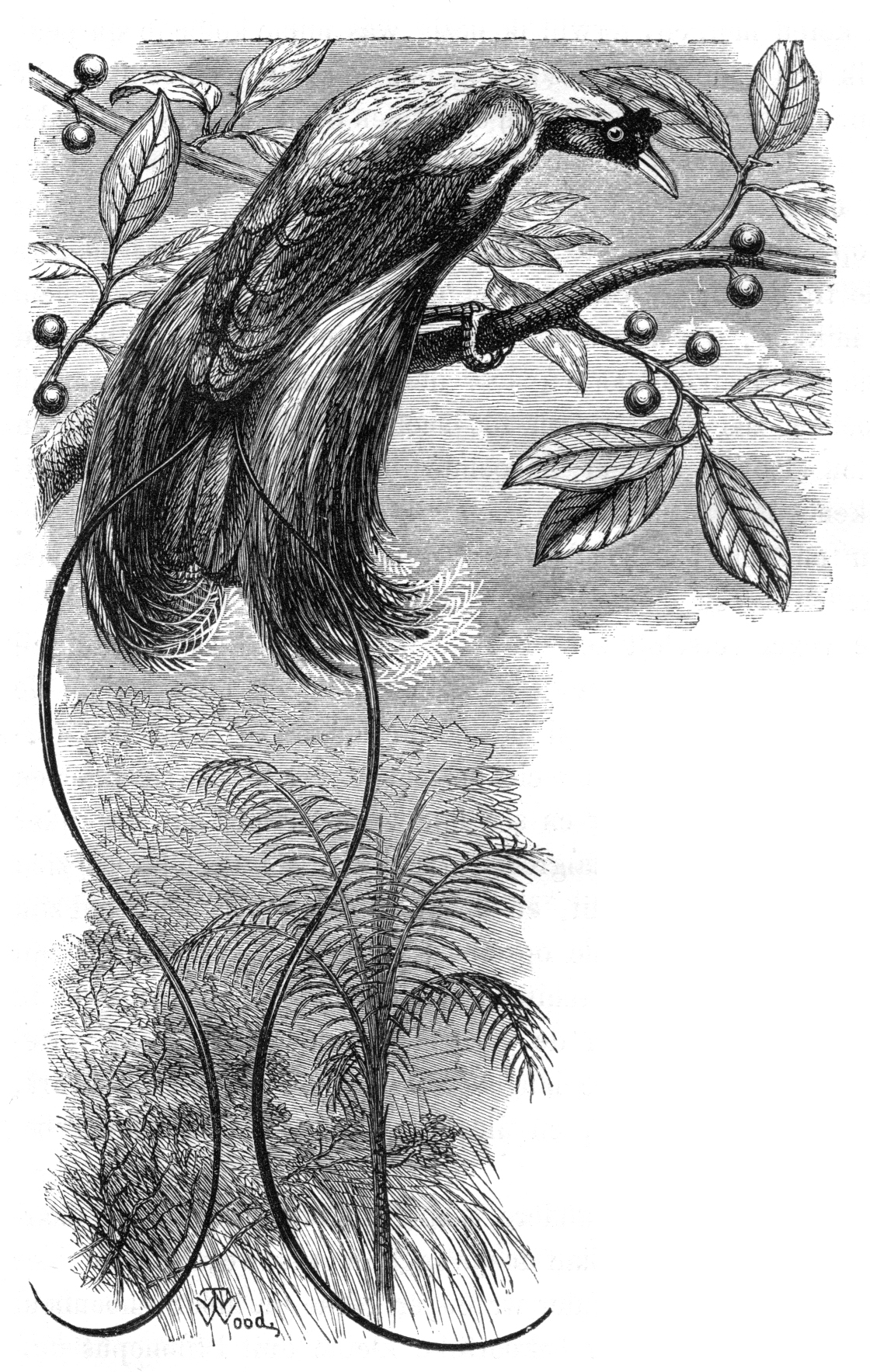 1120x1767 Filemalay Archipelago Red Bird Of Paradise.jpg - Red Bird Sketch