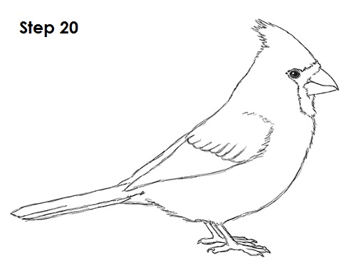 500x386 How To Draw A Cardinal - Red Bird Sketch