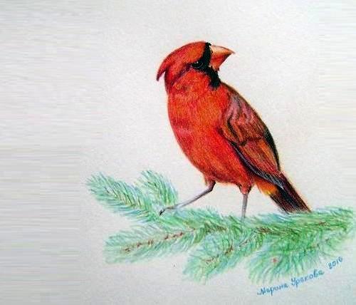500x428 Life In Color, Color Kaleidoscope, Color Meaning - Red Bird Sketch
