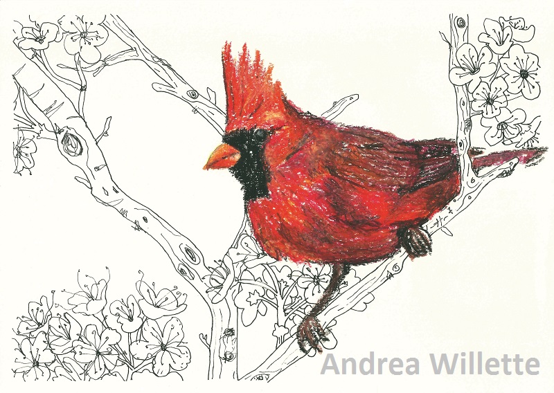 800x568 Northern Cardinal Red Bird - Red Bird Sketch