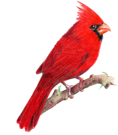 400x456 Tattoos Of Cardinal Birds Cardinal Bird On American Goldfinch - Red Bird Sketch