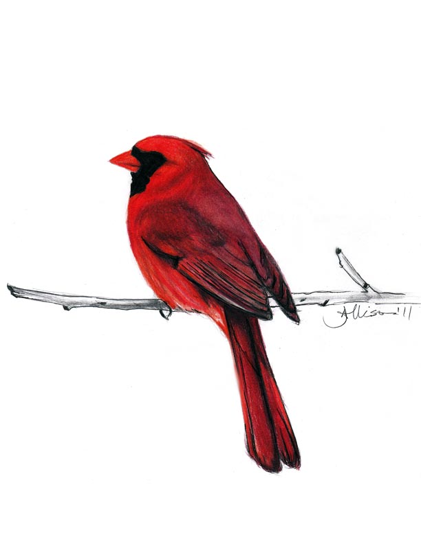 612x792 The Style Sketcher - Red Bird Sketch
