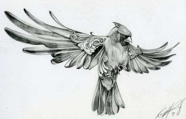 604x388 Cardinal Sketch - Red Bird Sketch