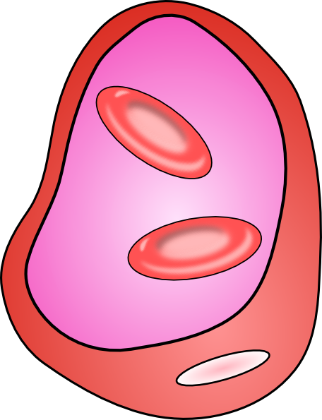 456x595 Erythrocyte Red Blood Cell Clip Art - Red Blood Cell Sketch
