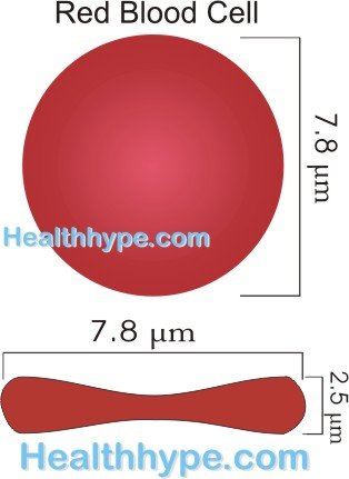 314x431 Red Blood Cells Functions, Size, Structure, Life Cycle, Pictures - Red Blood Cell Sketch
