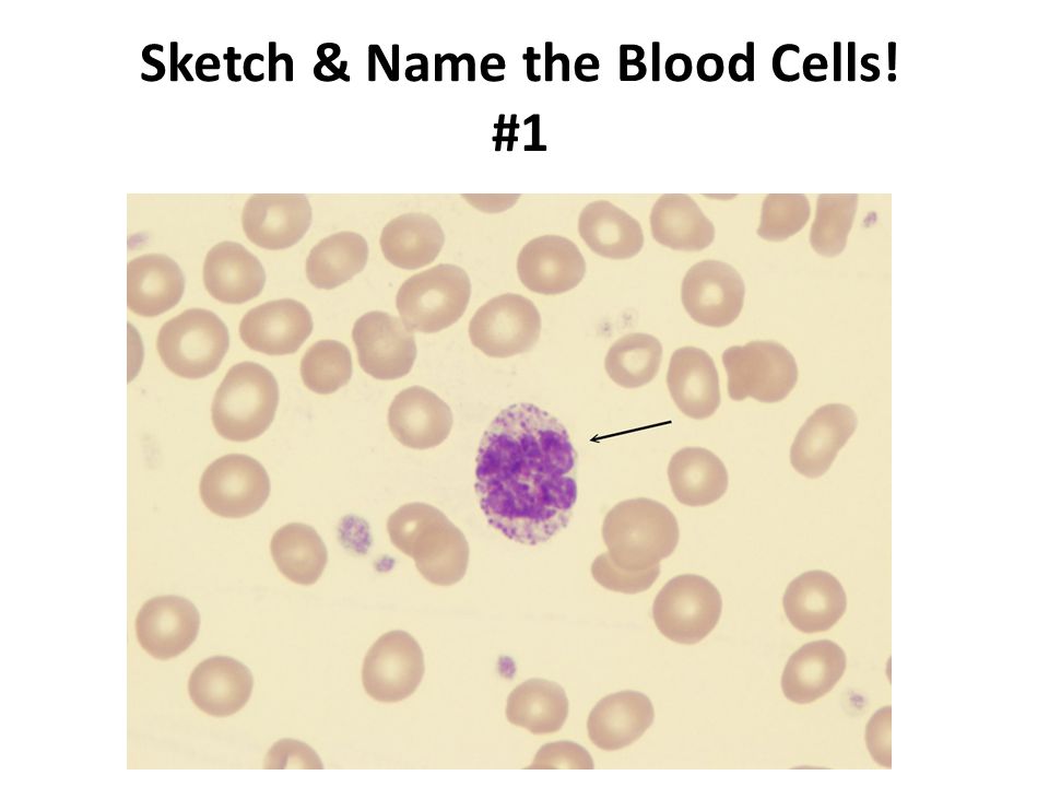 960x720 Types Of Blood Cells. Sketch Amp Name The Blood Cells! - Red Blood Cell Sketch