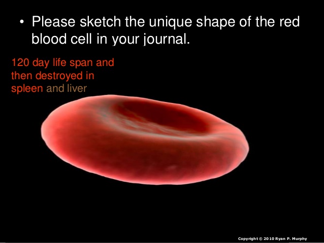638x479 Blood Cells And Blood Type Lesson Powerpoint, Make Blood Soup - Red Blood Cell Sketch