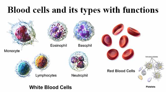 650x360 Blood Cells And Its Types With Functions - Red Blood Cell Sketch