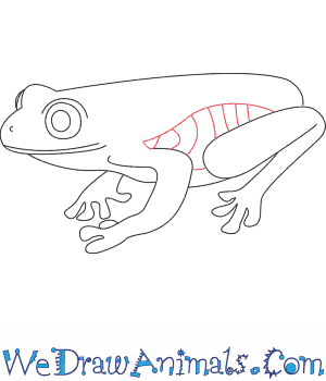 300x350 How To Draw A Tree Frog - Red Eyed Tree Frog Sketch