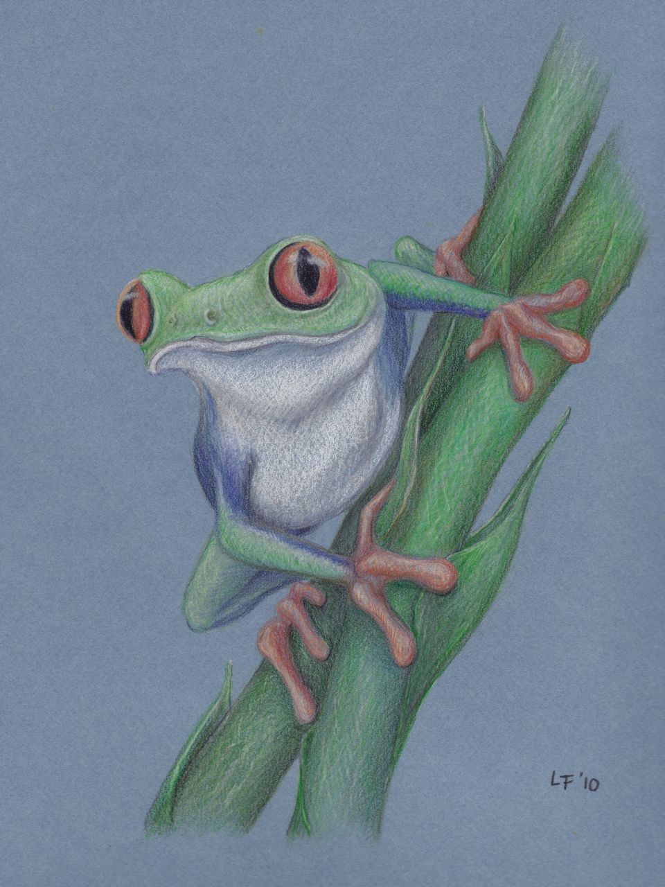 960x1280 Red Eyed Tree Frog By Lars Furtwaengler Colored Pencil 9 X 12 - Red Eyed Tree Frog Sketch