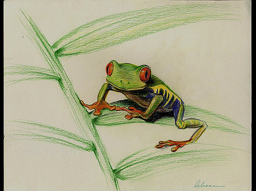 500x374 Red Eyed Tree Frog Original Drawing - Red Eyed Tree Frog Sketch