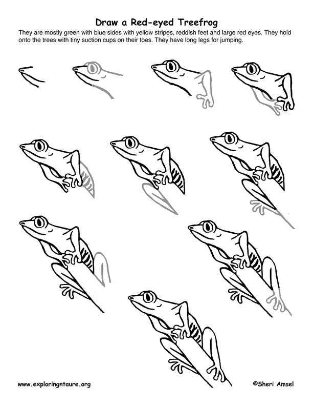 612x792 Red Eyed Treefrog Drawing Lesson - Red Eyed Tree Frog Sketch