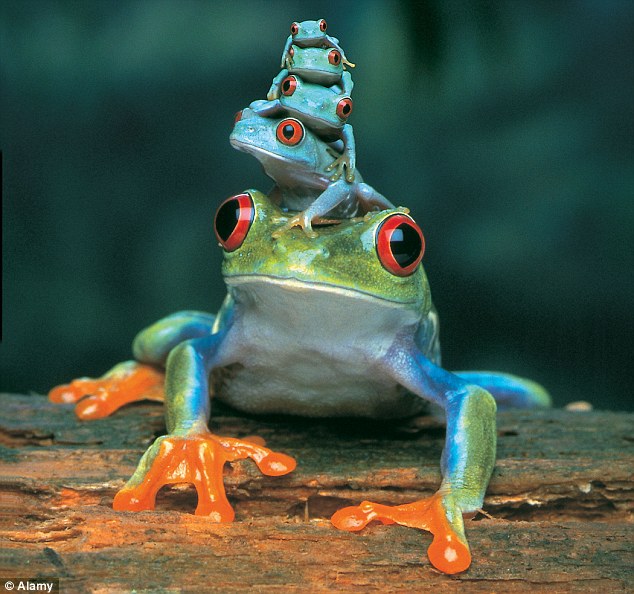 634x594 Hop On Up! Red Eyed Tree Frog Carries Her Three Offspring On Her - Red Eyed Tree Frog Sketch