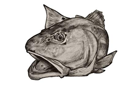 425x283 Chris White Art Redfish Fishing Decal Fish Sticker - Red Fish Sketch