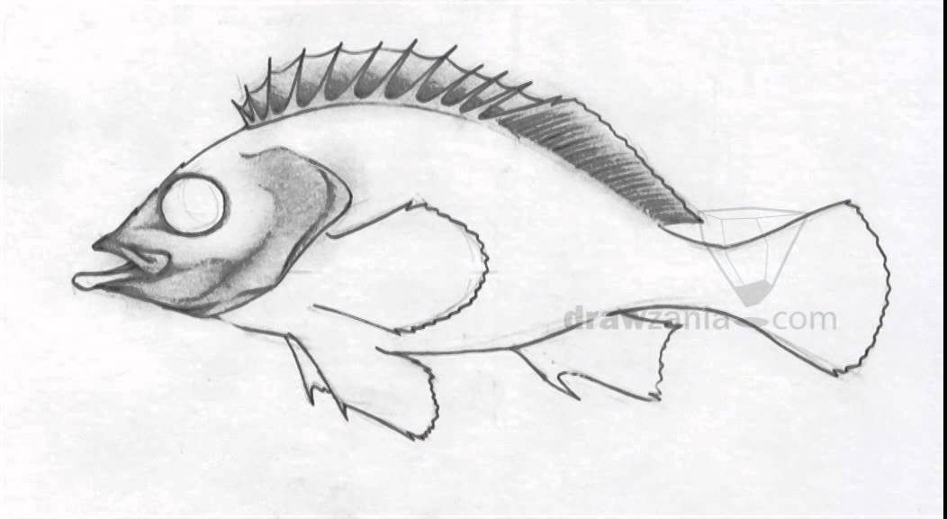 1052x576 Animal Drawing Intermediate 50 Redfish - Red Fish Sketch