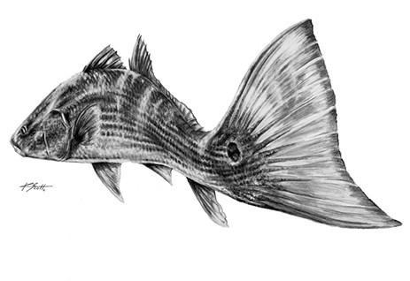 463x318 Redfish Tail Pencil Kscottart Amp Apparel - Red Fish Sketch