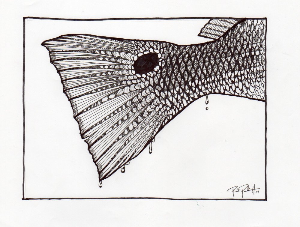 1000x757 Redfish Tail Sporting Art Of Paul Puckett - Red Fish Sketch