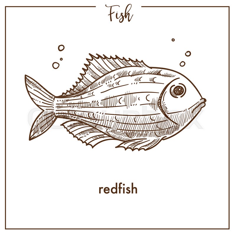800x800 Redfish Sketch Fish Icon. Vector Isolated Snapper Or Grouper - Red Fish Sketch