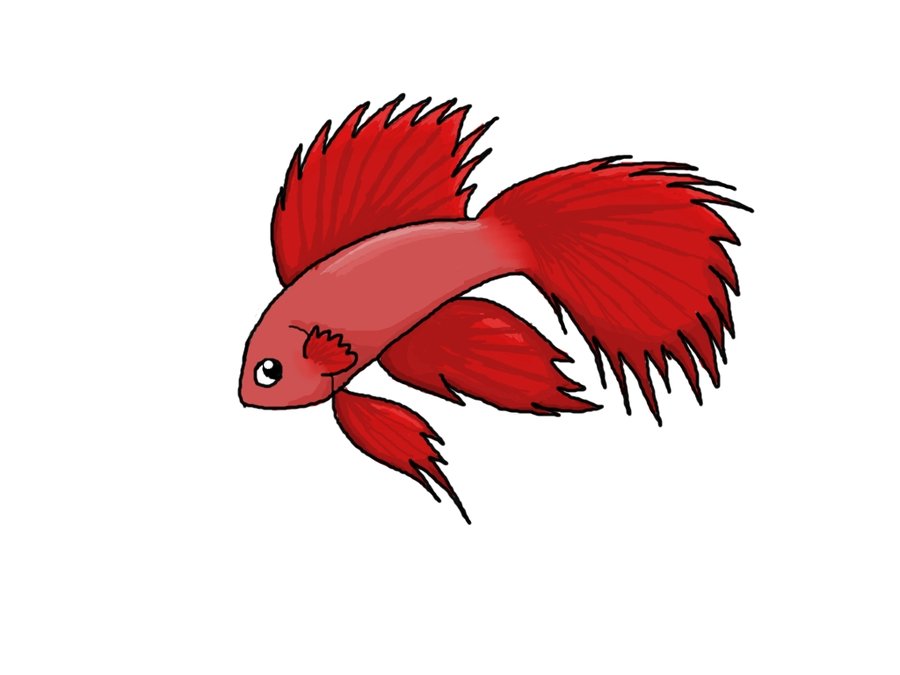 900x675 Betta Fish Sketch By Chelliephant - Red Fish Sketch