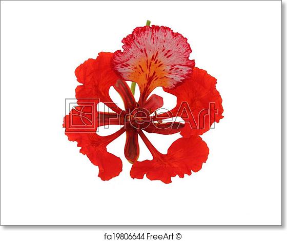 560x470 Free Art Print Of Gulmohar Flower In White Background. Gulmohar - Red Flower Sketch