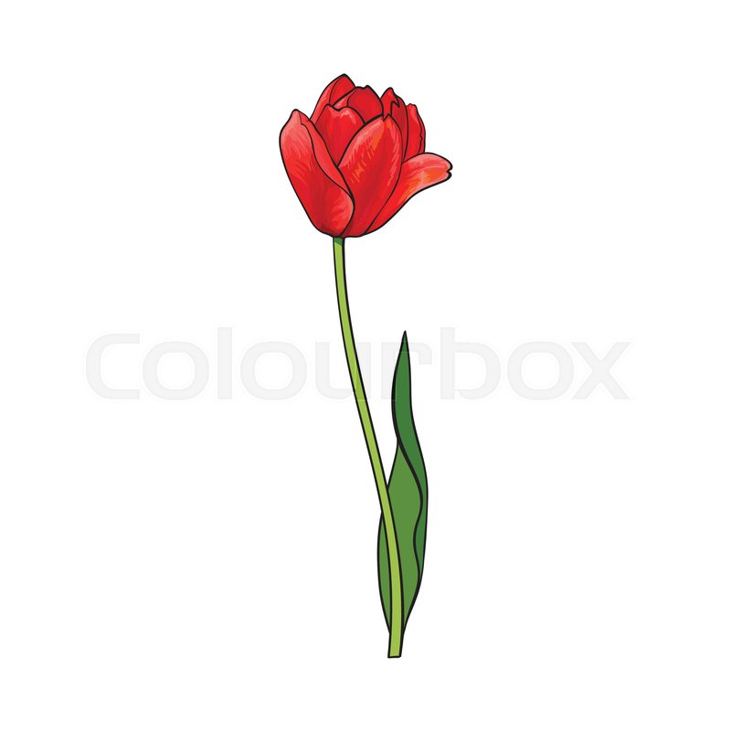 800x800 Hand Drawn Of Side View Red Open Tulip Flower, Sketch Style Vector - Red Flower Sketch