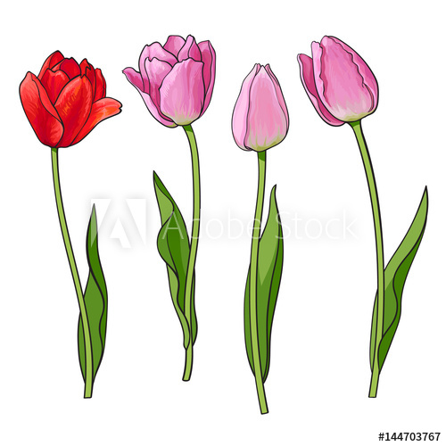 500x500 Hand Drawn Set Of Side View Red, Pink Open And Closed Tulip Flower - Red Flower Sketch