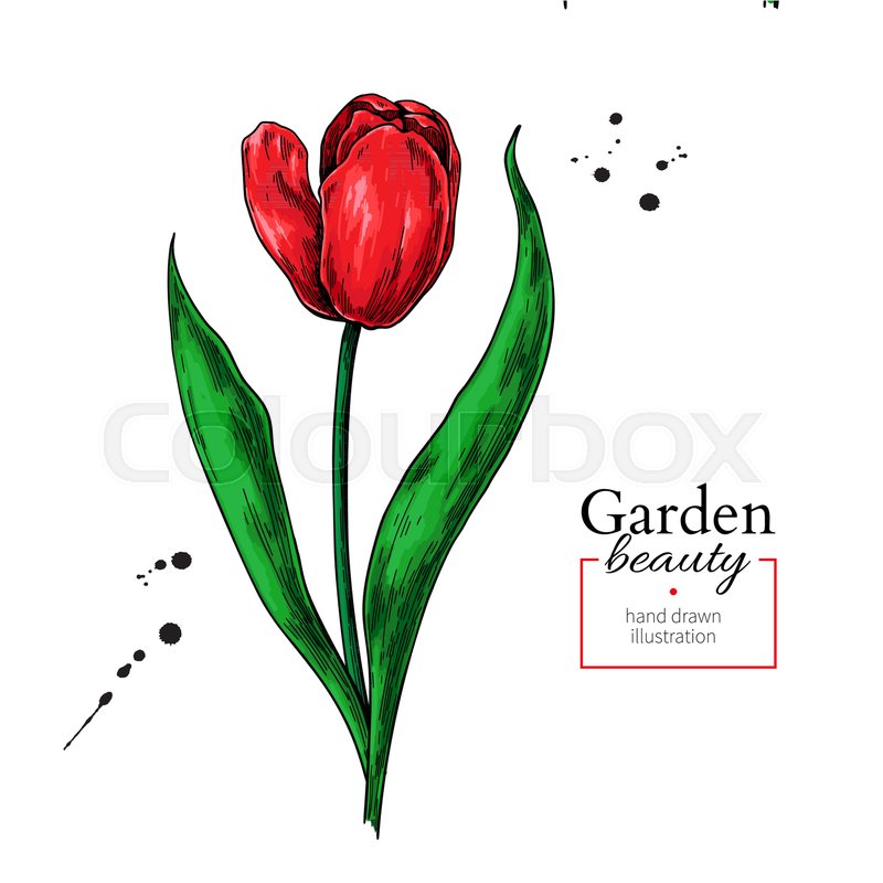 800x800 Tulip Red Flower And Leaves Drawing. Vector Hand Drawn Floral - Red Flower Sketch
