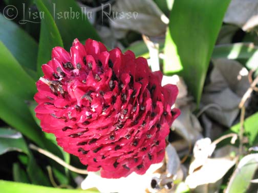 504x378 The Fine Art And Ramblings Of Lisa Isabella Russo My Photograph - Red Flower Sketch