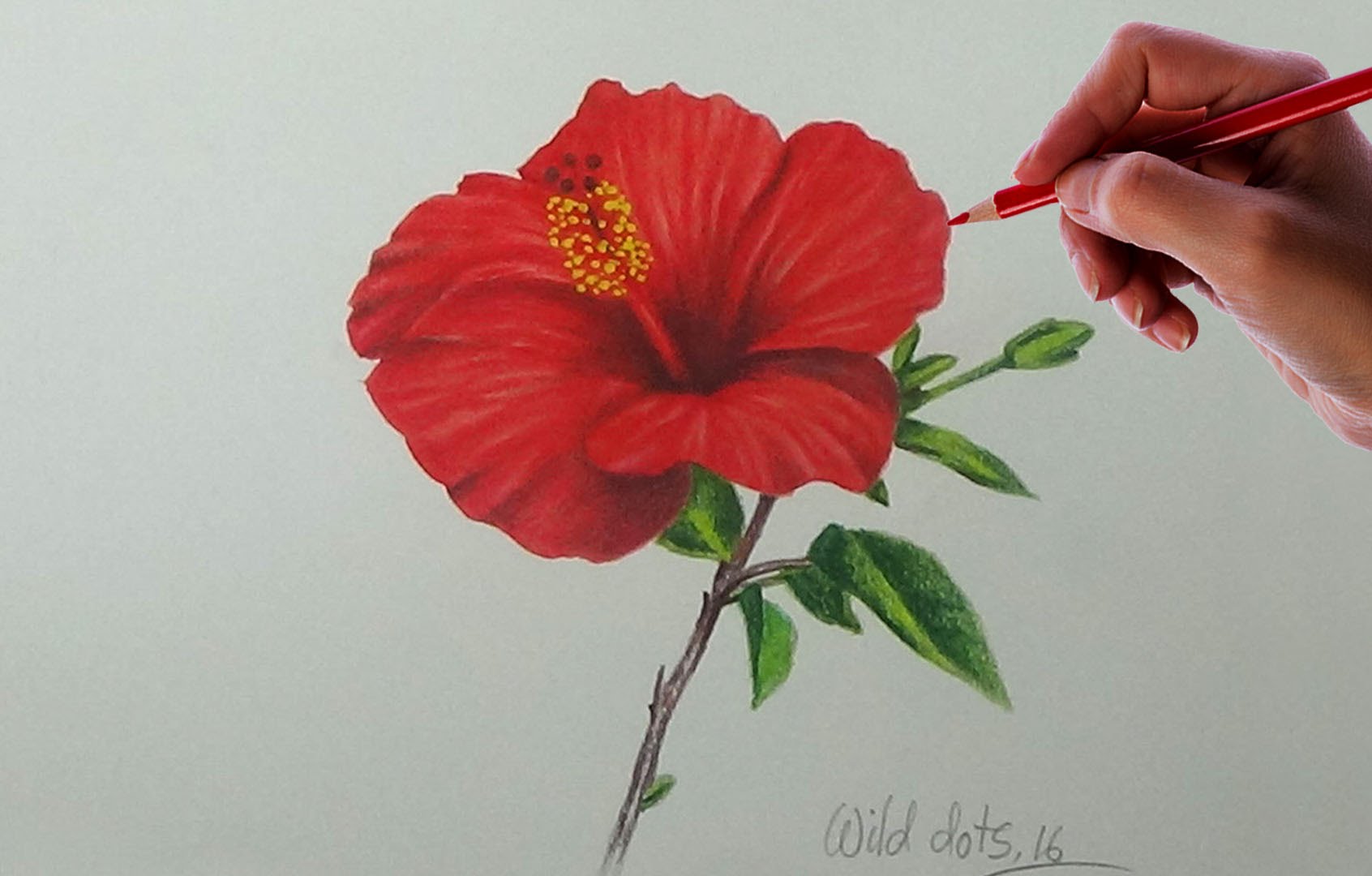 1692x1080 Drawing A Flower - Red Flower Sketch