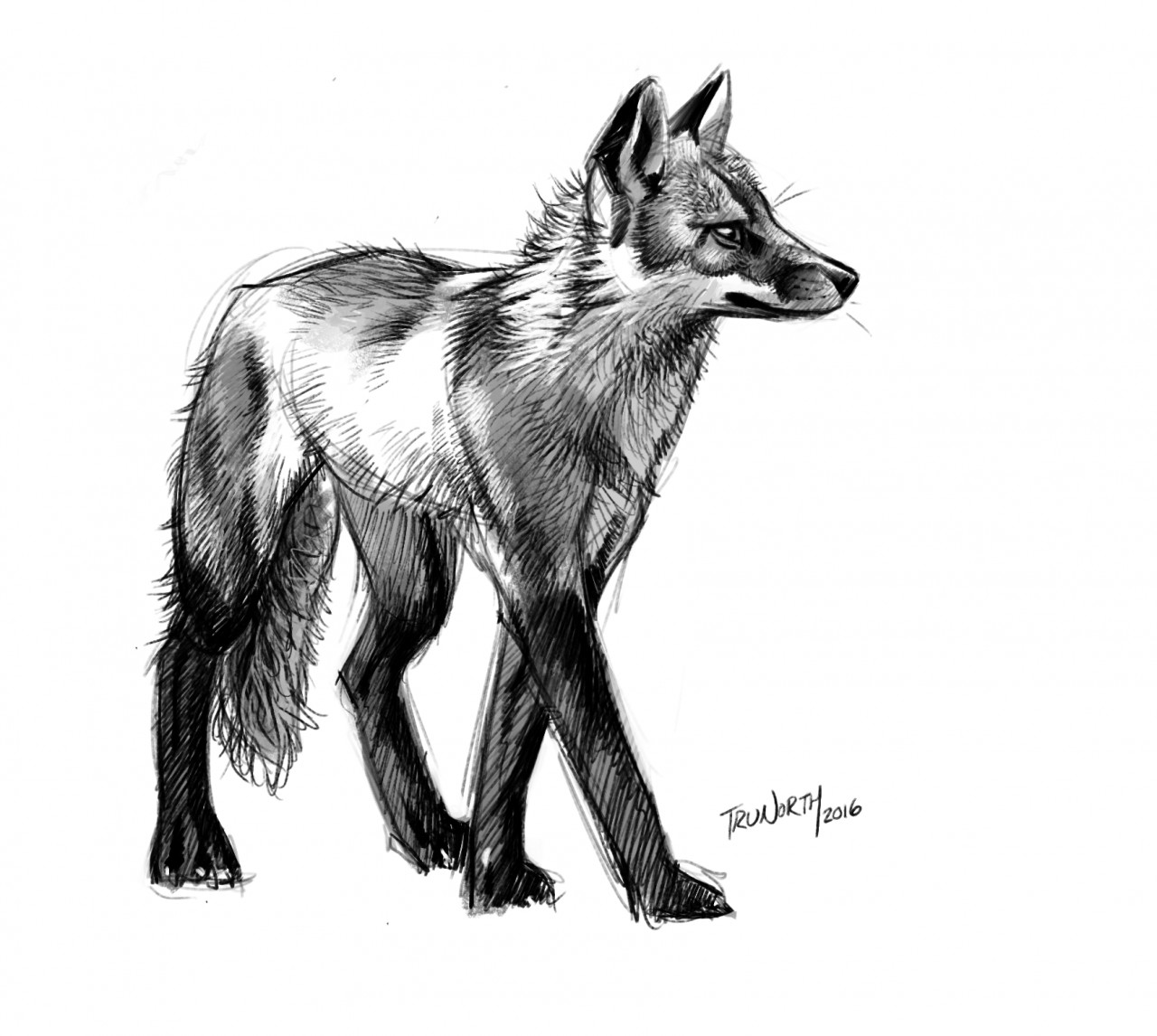 Red Fox Sketch At Explore Collection Of Red Fox Sketch