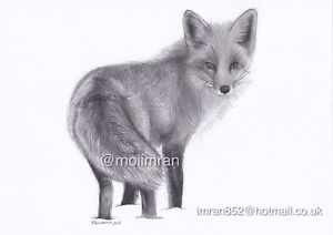 300x212 Original Pencil Drawing Of Red Fox - Red Fox Sketch