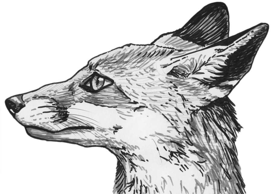 900x644 Red Fox Profile Sketch Silvercrossfox - Red Fox Sketch