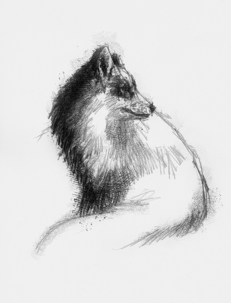 783x1024 Red Fox - Red Fox Sketch