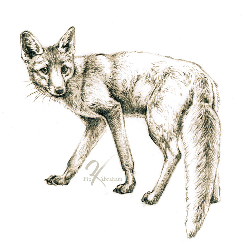 800x800 Red Fox Sketch By Oxpecker - Red Fox Sketch