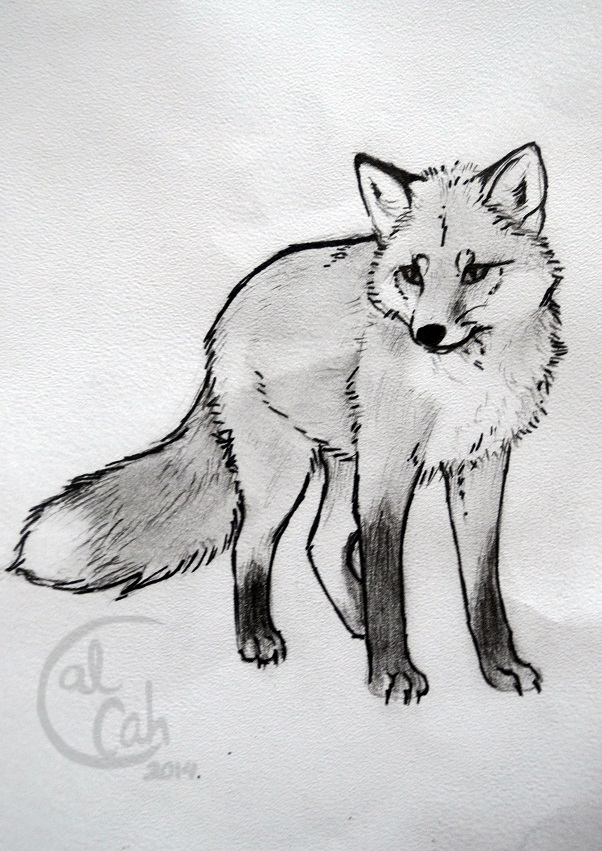 602x851 Tattoo Sketch - Red Fox Sketch