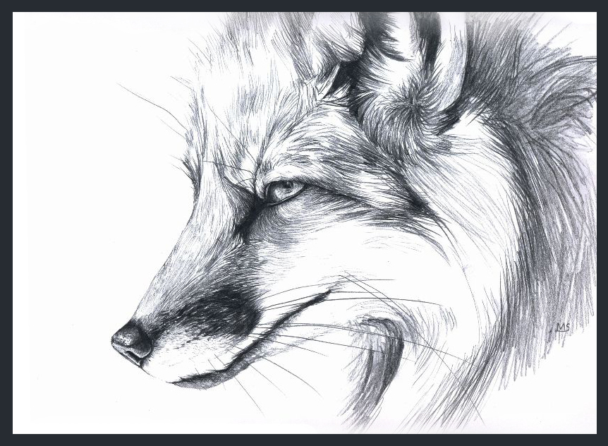 862x632 Gray Red Fox By Tervola - Red Fox Sketch