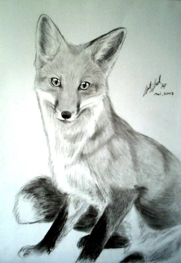 600x873 Red Fox Sketch By Culpeo Fox - Red Fox Sketch