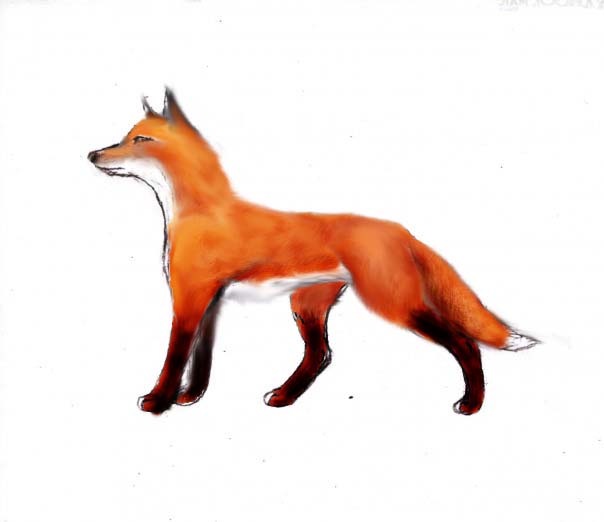 604x522 Red Fox Sketch By Dukesketches Clipart Panda - Red Fox Sketch